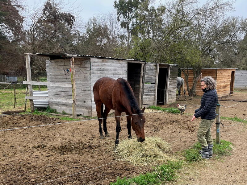 Bienestar animal - Caballos - Reiki para animales