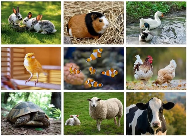 Reiki para mascotas - Bienestar animal