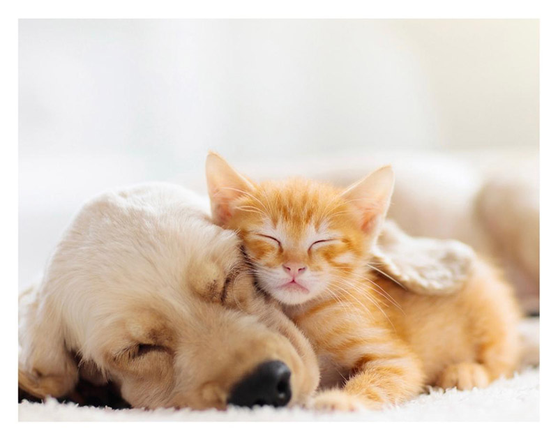 Bambu Reiki - Salud y bienestar para nuestros animales. Perros, gatos, tortugas, aves, caballos, y hasta peces.