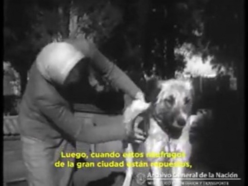 Histórico y tierno: Video antiguo muestra cómo salvaban perros en los 50