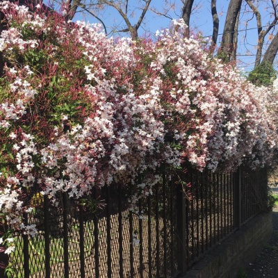 Jazmines en los muros: una solución verde que mejora el paisaje y el ánimo en Castelar