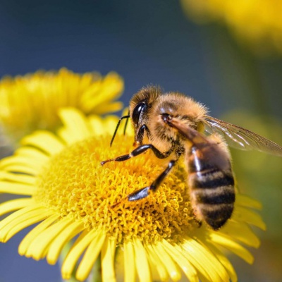 Abejas y Paisajismo urbano: Cómo prevenir molestias sin eliminar naturaleza