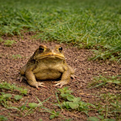 Cuando un sapo podía confirmar un embarazo
